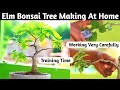 Indian Elm Bonsai Tree Making