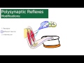 Polysynaptic Reflexes