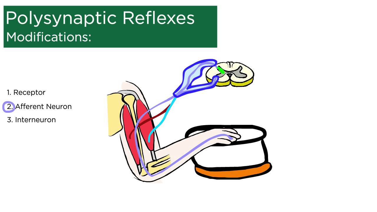 Polysynaptic Reflexes - YouTube