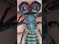 giant vinegaroon that sprays acid nature youtubeshorts vinegaroon animals trending viralvideo