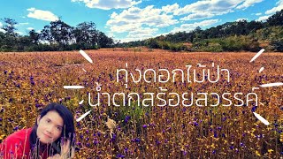 ทุ่งดอกไม้ป่า​ อ.โขงเจียม​ จ.อุบลราชธานี​ #ทุ่งดอกดุสิตา​ #ดอกสร้อยสุวรรณา​ #น้ำตกสร้อยสวรรค์