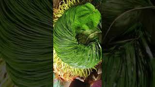 BETEL BAZAAR INDIA | BETEL LEAF EXPORT BUSINESS | TOP QUALITY MEETHA PAAN AVAILABLE FOR RAJASTHAN