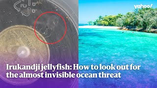 Irukandji jellyfish: How to look out for the almost invisible ocean threat | Yahoo Australia