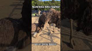 타조들의 평일 모습입니다^^ #zoo #타조 #동물농장