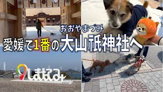 犬と高松・しまなみの旅/最後は愛媛１番の大山祇神社へ/旅の最後に残念なことが💦/犬と旅行は大変だ/神生み/オオヤマヅミ/ジャックラッセルテリア/チップ/6歳