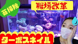 海水魚水槽🐠苔取り貝ターボスネイルの職場改革❗️my marine aquarium MOAMOAちゃんねる