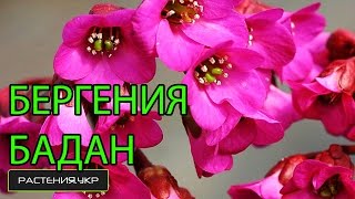 Бергения или Бадан / многолетние цветы