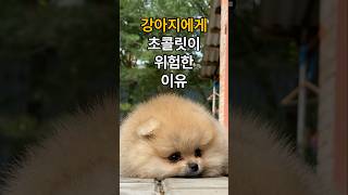 [나만몰랐던 1분상식] 초콜릿을 먹으면 위험한 동물이 있다