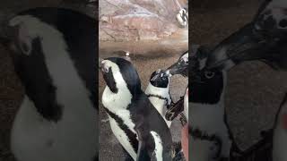 ペンギンが寄ってくる日🐧