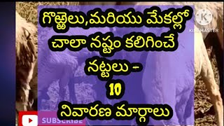 గొఱ్ఱెలు,మరియు మేకల్లోచాలా నష్టం కలిగించే నట్టలు - 10నివారణ మార్గాలు