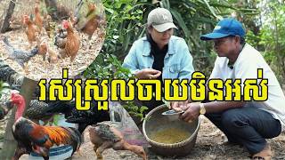 ច្នៃដាក់ចិញ្ចឹមមាន់ស្រែក្នុងដីចម្ការដំណាំចម្រុះ លក់បានថ្លៃ១គីឡូទាបបំផុត១៧០០០៛ ចំណូលជាង៣លានរៀល/ខែ