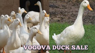 Vigova duck 🦆🦆/ sale / shorts / contect no 👇/#petsworld-tamil