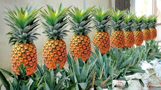 Tips For Growing Pineapple Super Fast From The Tops Discarded, Can't Be Ignored