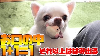 ボールを咥えるとベロがはみ出てしまう犬！ゆるいチワワ②-The dog which protrudes when I have a ball in my mouth