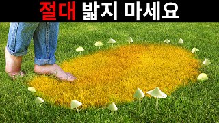 버섯이 원형으로 자라는 이유와 모든 논리를 무시하는 14 가지 현상