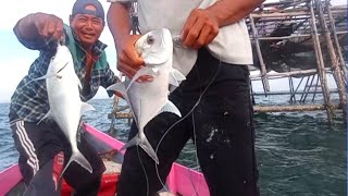 UMPAN SEPANJANG MASA!!!UDANG HIDUP ADALAH UMPAN ANDALAN TEHNIK PANCING KULUP part 2