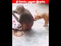 😂🐕எங்க கைய தூக்கு🐈‍⬛😂 viral trending shorts funnyanimalvideos cutecat