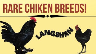 lanshan chickens| ornamental Chinese chicken breed