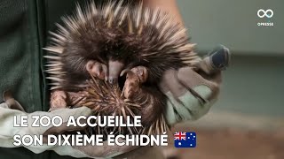 Un rare échidné à nez court né au Taronga Zoo