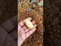 ആമയുടെ മുട്ട വിരിയിപ്പിക്കാൻ tortoise shorts eggs shortsvideo short