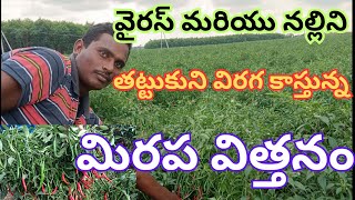 వైరస్ మరియు నల్లిని తట్టుకుని విరగ కాస్తున్న మిరప విత్తనం #chilliseeds#farming#farmer#agriculture