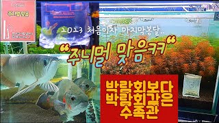 대형어전문 주니멀 수족관 탐방기🐡 | 물멍 | 물생활