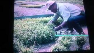 イセヒカリ最大の特徴～動く遺伝子～