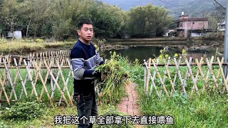 阿贵割草喂鱼，把门口小院做成花园，踏踏实实做好鱼塘小院