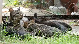 ちょろしま子猫やごろ黒子猫、母猫が起きだしても、お乳飲み続ける 【4K】kitten and mother