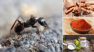 9 Natürliche Hausmittel gegen Ameisen 🐜