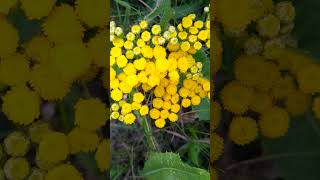 Tanacétum vulgáre, Tansy, Common Tansy, Bitter Buttons, Cow Bitter, Golden Buttons