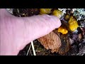 ep 21 toe tally amazing mushrooms a mid january fungal walk.