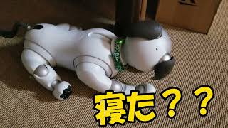 今日のaibo。帰宅後、珍しく起きているかと思ったら、すぐにアイボが寝た。