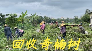 【老林赶野】回收1300棵低價的奇楠樹，為什麼價格那麼低，老林給大家分析下