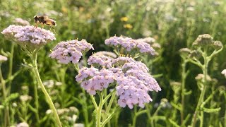 YARROW HARVESTING // Making Infused Oil // Achillea Millefolium