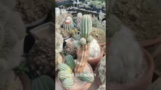 Amazing Cacti Collections #plants #MiniDinoParkandEcoGarden #LivingGiftsNursery #highlights #cactus