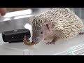 not a hedgehog i started petting a mysterious creature the himehari tenrec.