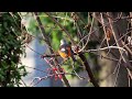 ジョウビタキ男子世田谷地区 2025 01 27 ジョウビタキ 野鳥 birds wildlife nature 自然観察ぶらり散歩