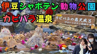 伊豆シャボテン公園のカピバラ温泉