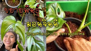 ขยายพันธุ์มอนจินนี่ Rhaphidophora Tetrasperma มินิมอนสเตอร่า แบบง่ายๆ สไตล์มะนา