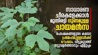 മറ്റു ചീരകളേക്കാൾ മൂന്നിരട്ടി ഗുണമുള്ള ചായമൻസ, പോഷകങ്ങളുടെ കലവറ, പ്രമേഹമുള്ളവർക്ക്‌ ഔഷധം, Chayamansa