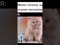 Хахахахахахаха мем