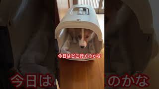 お出かけ大好きなトマト🍅 #コーギー子犬 #準備は1番早い