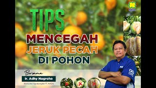 Tematik - Agrokompleks - TIPS MENCEGAH JERUK PECAH DI POHON