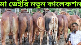 মা ডেইরির নতুন কালেকশন | নেপালী গির ও শাহীওয়াল ষাঁড় | ষাঁড় গরুর দাম | ma dairy farm | sondhan tv