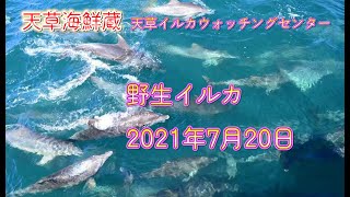 天草佐伊津沖 2020年7月20日 １４：３０出港 天草イルカウォッチングセンター 天草海鮮蔵で受付中♪ #Shorts