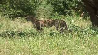 Characteristic bird-like chirping call of the Cheetah