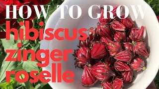 How to Grow Roselle Red Hibiscus Zinger Tea