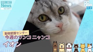 薄いピンクのお鼻と口元がチャーミング♪ しっかり自己主張もできる表情豊かな保護猫 「イオン」 2023/08/23 .Wed