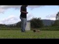 German Shepherd Puppy Obedience Training